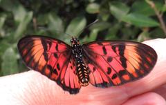Acraea petraea
