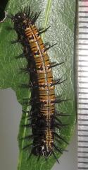 Acraea petraea