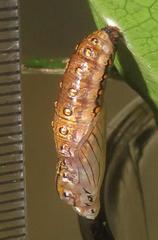 Acraea petraea