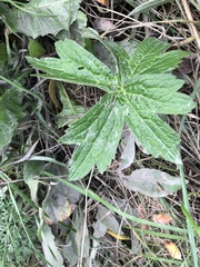 Anemonastrum canadense