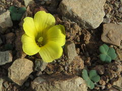Oxalis grammopetala