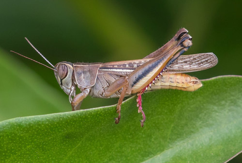 Lamenting Grasshopper