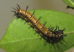 Acraea petraea