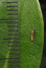 Acraea petraea