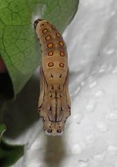Acraea petraea