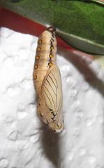 Acraea petraea