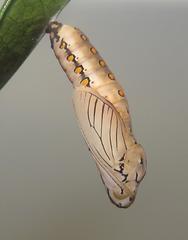 Acraea petraea