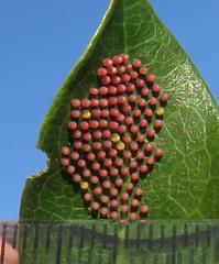 Acraea petraea