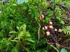 Cudonia circinans