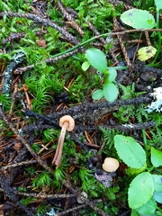 Cudonia circinans