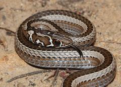 Psammophis crucifer