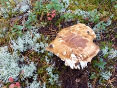 Tricholoma matsutake