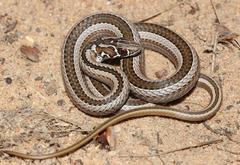 Psammophis crucifer