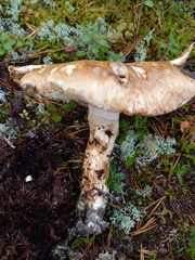 Tricholoma matsutake