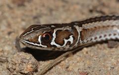 Psammophis crucifer
