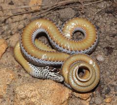 Psammophis crucifer