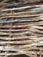 Rhytidophyllum bicolor