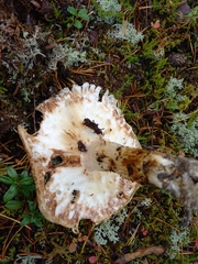 Tricholoma matsutake