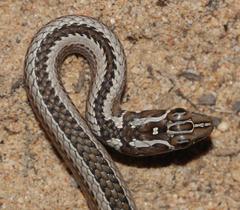 Psammophis crucifer