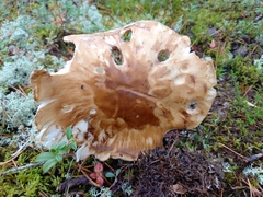 Tricholoma matsutake