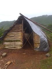 Rhytidophyllum bicolor