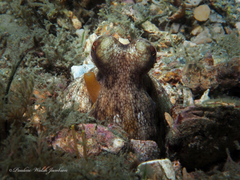 Octopus americanus