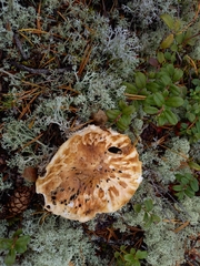 Tricholoma matsutake