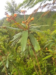 Rhytidophyllum bicolor