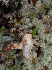 Tricholoma matsutake