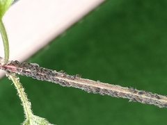 Hemiptera