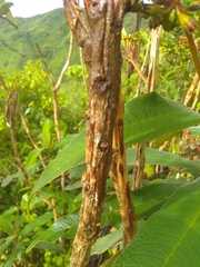 Rhytidophyllum bicolor