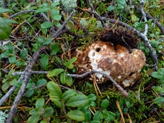 Tricholoma matsutake