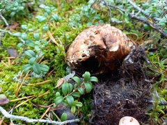 Tricholoma matsutake