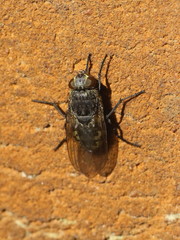 Polleniidae