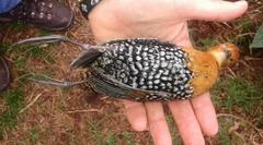 Sarothrura elegans elegans
