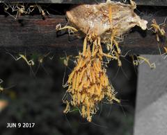 Polyspilota aeruginosa