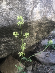 Valeriana stricta