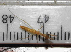 Polyspilota aeruginosa