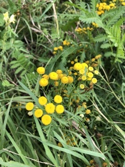 Tanacetum vulgare