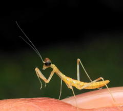Polyspilota aeruginosa