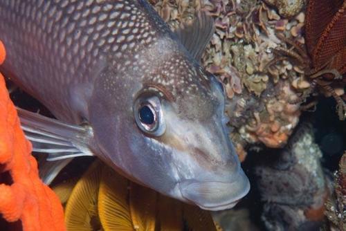 Banded fingerfin (Chirodactylus grandis) — Cheilodactylidae — 3
