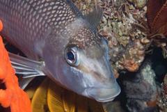 Chirodactylus grandis