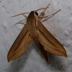 Hippotion balsaminae