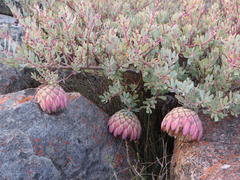 Protea sulphurea