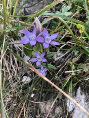 Gentianella aspera