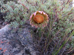 Protea sulphurea