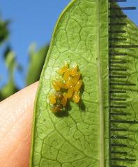 Plagiosterna nigritarsis