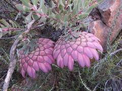 Protea sulphurea