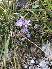 Gentianella aspera