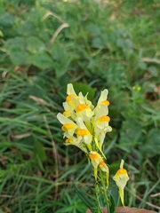 Linaria